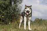 ALASKAN MALAMUTE 425